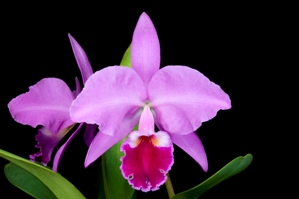 Cattleya labiata fma. rubra Caley Madison Burzell AM/AOS 82 pts.